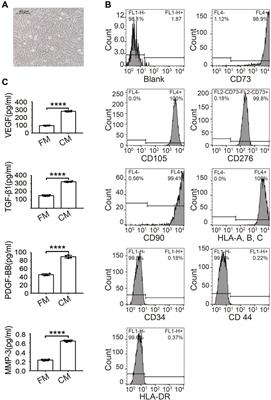 VitroGel-loaded human MenSCs promote endometrial regeneration and fertility restoration